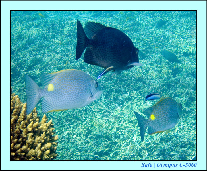 2008 - 07 - Redang - 028